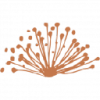 Caravel Minerals Ltd